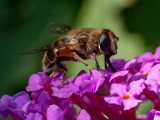 Eristalis tenax