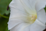 Convolvulus arvensis