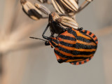 Graphosoma italicum