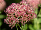Hylotelephium spectabile    