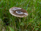 Entoloma sericeum  
