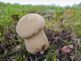 Calvatia excipuliformis  