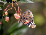 Vanessa atalanta