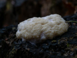 Reticularia lycoperdon   