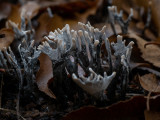 Xylaria hypoxylon