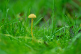 Galerina clavata