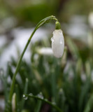 Galanthus nivalis