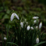 Galanthus nivalis