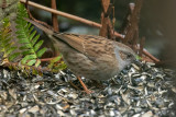 Hedge Sparrow