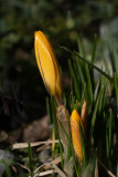 Crocus