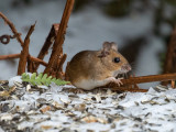 Wood mouse