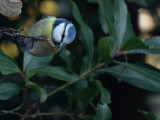 Blue Tit