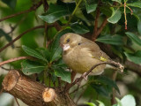 Greenfinch (female)
