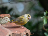 Greenfinch (male)