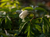 Anemone nemorosa