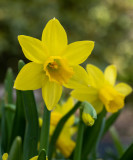 Narcissus