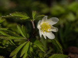 Anemone nemorosa