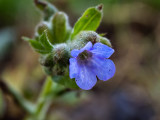 Pulmonaria officinalis