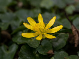 Ranunculus ficaria