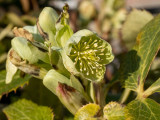 Helleborus foetidus  