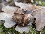 Oak gall