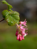 Ribes