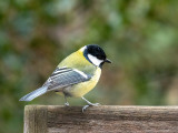 Great Tit