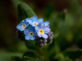 Myosotis sylvatica