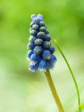 Muscari botryoides