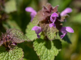 Lamium purpureum  