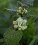 Lamium album   