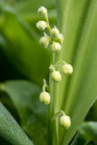Convallaria majalis
