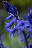 Hyacinthoides hispanica
