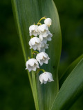 Convallaria majalis