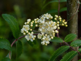 Sorbus aucuparia