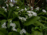 Allium ursinum