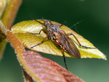 Empis opaca 