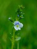 Veronica serpyllifolia   