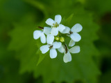 Alliaria petiolata 