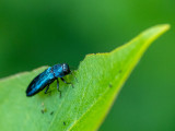 Agrilus cyanescens  