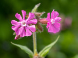 Silene dioica