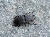 Dorcus parallelipipedus