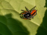 Philaeus chrysops   