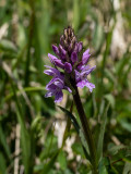 Dactylorhiza fuchsii