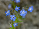 Pentaglottis sempervirens  