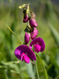 Lathyrus latifolius 