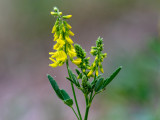 Melilotus altissima  