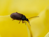 Isomira murina   