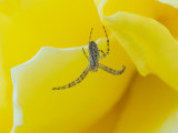 Argiope bruennichi  ♂