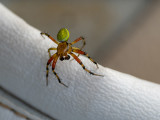 Araniella cucurbitina  